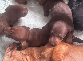 KC Registered Red/Mixed Miniature Smooth Puppies