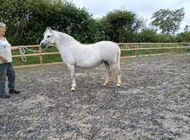 7yr old Welsh section A mare