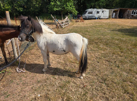Standard shetland type