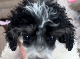 Toy poodle Puppies