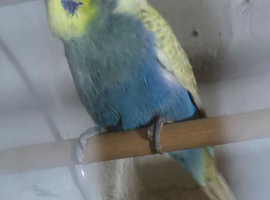 Handsome boy, single crested budgie
