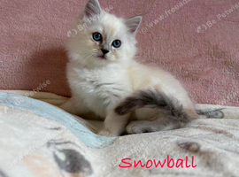 Absolutely beautiful Persian/ragdoll Kittens Persian