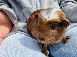 2California x boys guinea pigs IP3