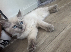 Fluffy white blue eyes kitten