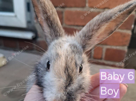 3 baby rabbits for sale