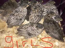 SEXED QUAILS/CHINESE PAINTED BUTTONS !
