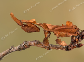 Ghost Mantis (Phyllocrania paradoxa) limited stock!