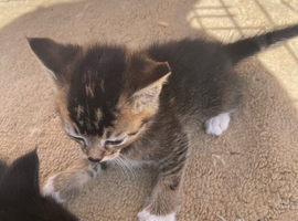 Kitten