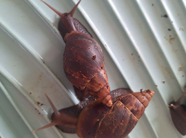 4 african land snails