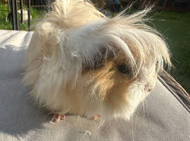 Handsome long haired guinea pig