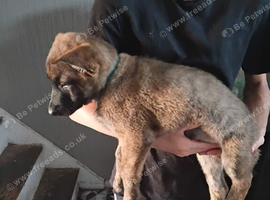 Dutch shepherd cross german shepherd