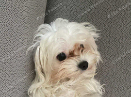 Litlle dog