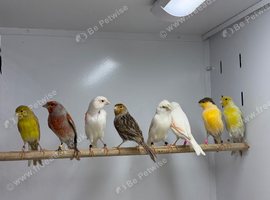 Canaries