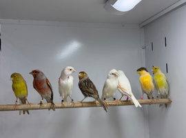 Canaries