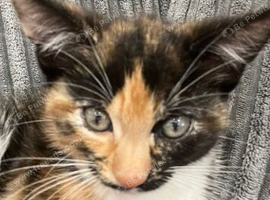 Gorgeous female kitten