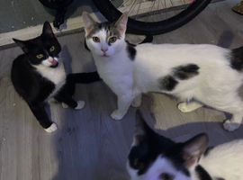 Cats forsale
