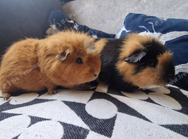 Male guinea pigs