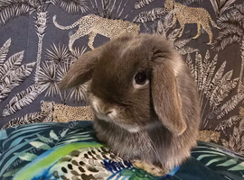 Handsome mini lop