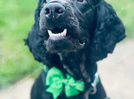 Blue roan show cocker spaniel to stud