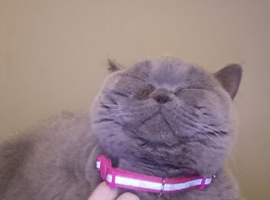 Beautiful one year old girl cat for sale