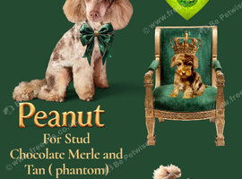 PEANUT FOR STUD