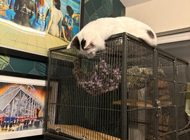 two male cats