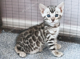 Superb Quality Bengal Kittens