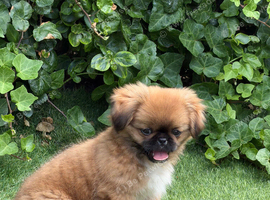 Hugo