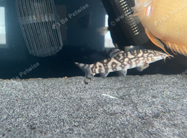 Yo yo loach