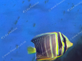 Desjardin's Sailfin Tang
