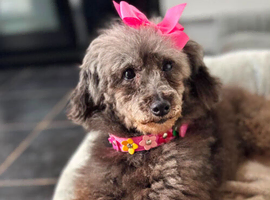 Maltese poodle 3 years poodle 8 years