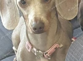 Lieila is a mini dashound lilac and tan