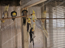 Cockatiels for sale
