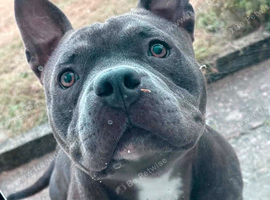 2 year pocket bully