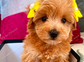 BEAUTIFUL KOREAN MALTIPOO GIRL. EXTRA MINI!!