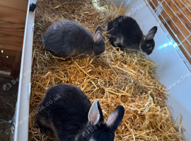 Baby Netherland rabbits