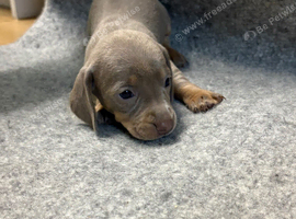 MINIATURE DACHSHUND PUPPIES FOR SALE