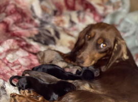 Doxiepoo