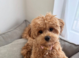 Two year old girl maltipoo