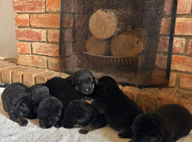 Quality Litter GSD Puppy&rsquo;s @icepack