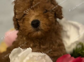 Genuine kc toy poodle