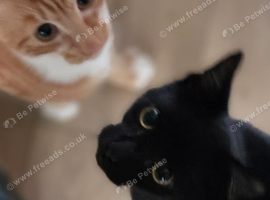 2 male kittens very friendly