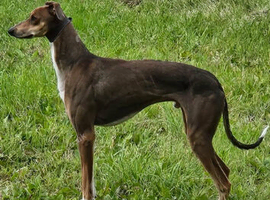 Saluki collie gray