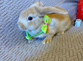 Baby rabbits
