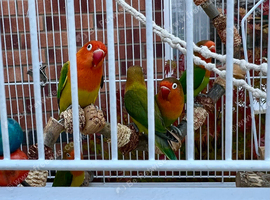 Baby Lovebird
