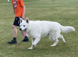 White Swiss shepherd for STUD only