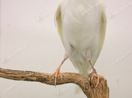 This year white canary male very tall bird