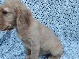 Golden Retreiver X Show cocker spaniel  puppies