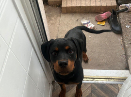 6 MONTH OLD ROTTWEILER BOY
