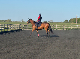 15.2 thoroughbred mare 7 years old